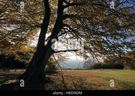 Dorking Surrey England UK 11th November 2016. Autumn leaves on Box Hill near Dorking Surrey. Credit:  Julia Gavin UK/Alamy Live News Stock Photo