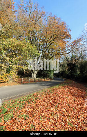 Dorking Surrey England UK 11th November 2016. Autumn leaves at Box Hill near Dorking Surrey. Credit:  Julia Gavin UK/Alamy Live News Stock Photo