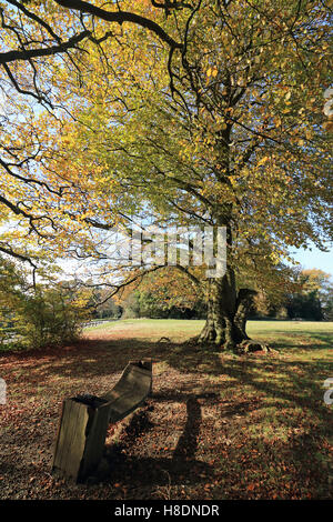 Dorking Surrey England UK 11th November 2016. Autumn leaves on Box Hill near Dorking Surrey. Credit:  Julia Gavin UK/Alamy Live News Stock Photo