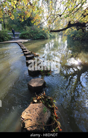 Dorking Surrey England UK 11th November 2016. Autumn leaves above the stepping stones across the River Mole near Dorking Surrey. Credit:  Julia Gavin UK/Alamy Live News Stock Photo