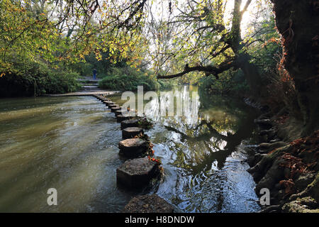 Dorking Surrey England UK 11th November 2016. Autumn leaves above the stepping stones across the River Mole near Dorking Surrey. Credit:  Julia Gavin UK/Alamy Live News Stock Photo