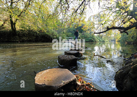 Dorking Surrey England UK 11th November 2016. Autumn leaves above the stepping stones across the River Mole near Dorking Surrey. Credit:  Julia Gavin UK/Alamy Live News Stock Photo