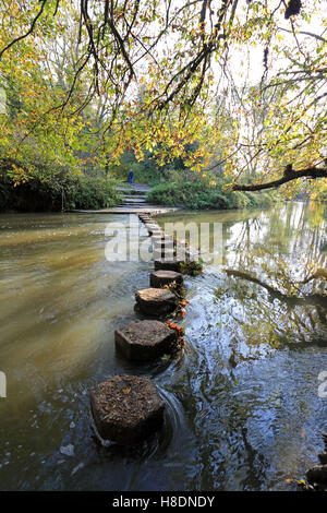 Dorking Surrey England UK 11th November 2016. Autumn leaves above the stepping stones across the River Mole near Dorking Surrey. Credit:  Julia Gavin UK/Alamy Live News Stock Photo