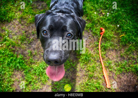 Black Labrador looks at owner with its ping tongue out in expectation that the ball will be thrown again Stock Photo