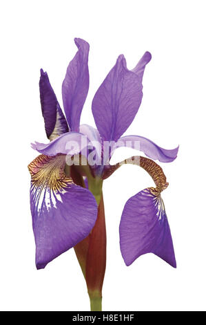 Purple Siberian Iris (Iris Sibirica L.) Macro Closeup, Isolated Stock Photo