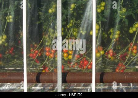 Tomatoes being grown in a polythene greenhouse, Brittany Stock Photo