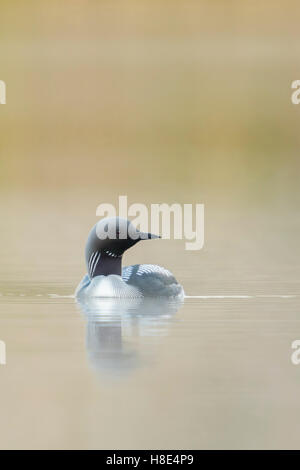 Black-throated Loon / Arctic Loon ( Gavia arctica ), in breeding dress, on a lake in Sweden, Scandinavia, frontal view. Stock Photo