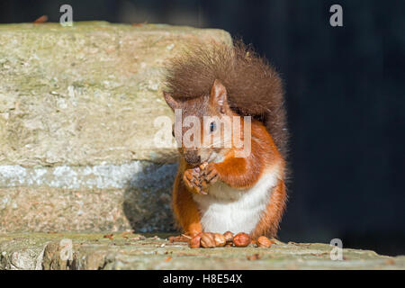Red Squirrel on wall on Brownsea Island Stock Photo
