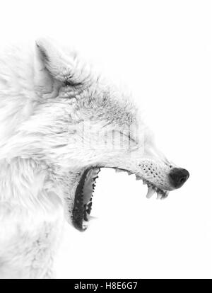 Arctic wolf barking in winter in Canada Stock Photo