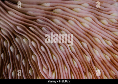 Detail of a coral colony (Fungia sp.) growing on a reef in Indonesia. This region harbors extraordinary marine biodiversity. Stock Photo