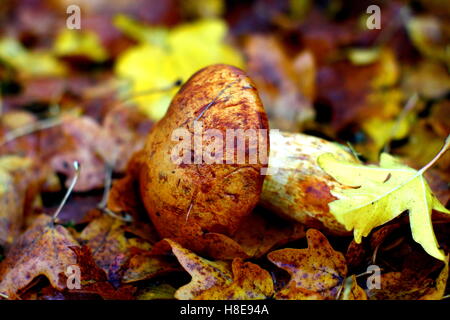 Fall scene with copper orange mushroom and yellow beech leaf. Stock Photo