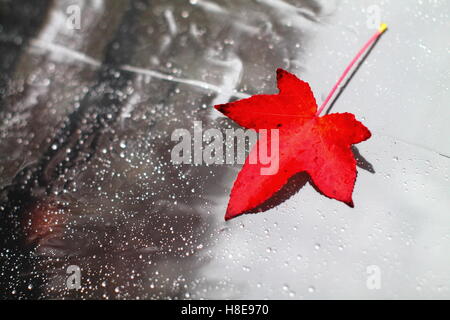 Red japanese maple leaf on transparent folie with water drops Stock Photo