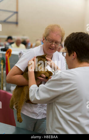 Barnard Castle - championship cat show in 2016. Judging. Stock Photo