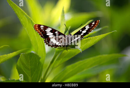 Lorquin's Admiral butterfly in garden, closeup Stock Photo
