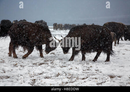 Yaks in the snow  in Bulunkul village, GBAO province, Tajikistan Stock Photo