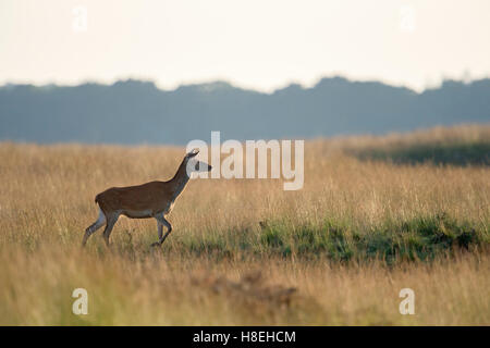 Red Deer / Rothirsch ( Cervus elaphus ), lonely female adult, walking over wide open grassland, steppe, moody evening light. Stock Photo