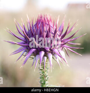 A spiky thistle bud of Holy Thistle or Milk Thistle, (Silybum marianum),  Side, Turkey. Stock Photo