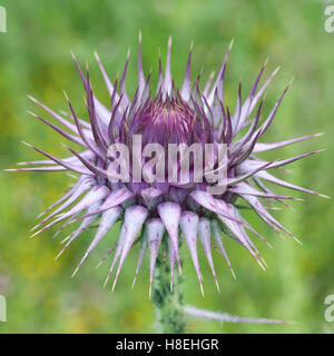 A spiky thistle bud of Holy Thistle or Milk Thistle, (Silybum marianum),  Side, Turkey. Stock Photo