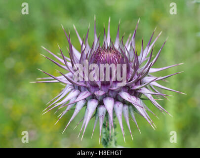 A spiky thistle bud of Holy Thistle or Milk Thistle, (Silybum marianum),  Side, Turkey. Stock Photo