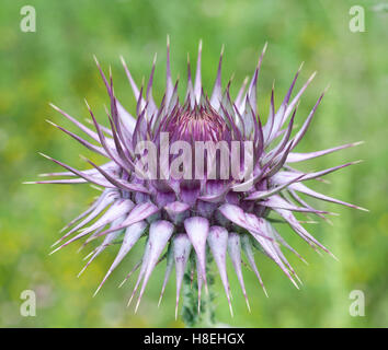 A spiky thistle bud of Holy Thistle or Milk Thistle, (Silybum marianum),  Side, Turkey. Stock Photo