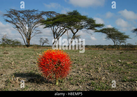 African blood lily (Scadoxus multiflorus), flowering in savanna habitat,   Ndutu, Ngorongoro, Tanzania Stock Photo