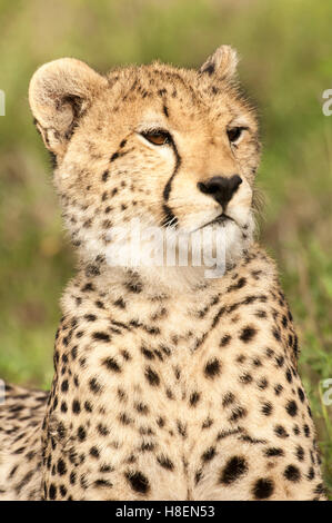 Portrait of a young Cheetah (Acinonyx jubatus),  Ndutu, Ngorongoro Conservation Area, Tanzania Stock Photo