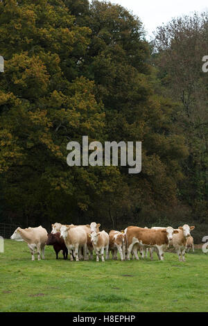 simmental cattle Stock Photo