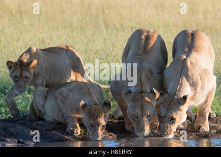 Lionnes (Panthera leo) with cubs drinking at a waterhole in the Masai Mara National Reserve, Kenya