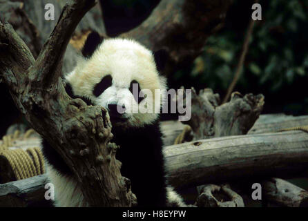 Cute Panda cubs playing in Chengdu's panda base research center. Stock Photo