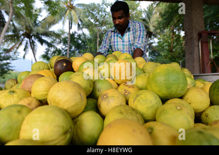 Harvested riped Citron fruits in a small citron farm in Tamil Nadu, India. Stock Photo