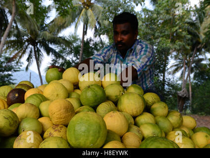 Harvested riped Citron fruits in a small citron farm in Tamil Nadu, India. Stock Photo