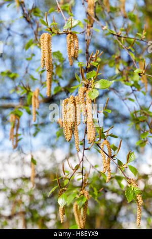 Young leaves of birch Stock Photo