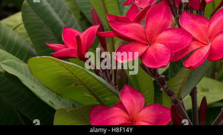 Bunch of red frangipani plumeria flowers on sunny day Stock Photo