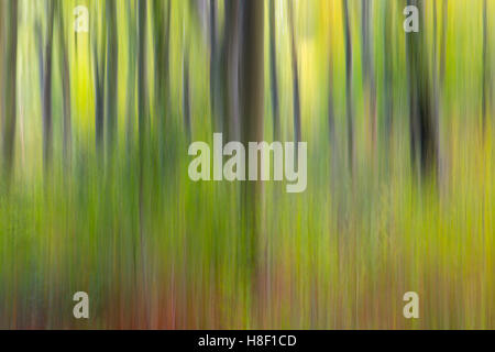 Beech trees shown in a creative abstract Blickling Great Wood Norfolk Stock Photo