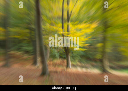 Beech trees shown in a creative abstract Blickling Great Wood Norfolk Stock Photo