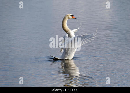 White Swan ( Cygnus olor) standing with open spread wings, Chiemsee, Upper Bavaria, Germany, Europe, Stock Photo