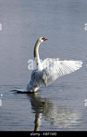 White Swan ( Cygnus olor) standing with open spread wings, Chiemsee, Upper Bavaria, Germany, Europe, Stock Photo