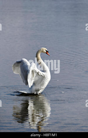 White Swan ( Cygnus olor) standing with open spread wings, Chiemsee, Upper Bavaria, Germany, Europe, Stock Photo