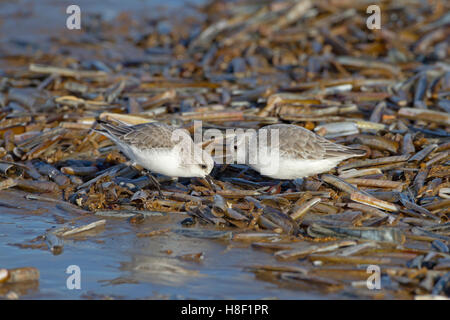 Sanderling Calidris alba feeding on North Norfolk Beach in Winter Stock Photo