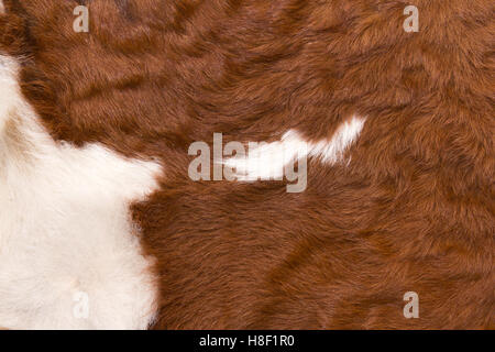 pattern of a cow with white on reddish brown hide Stock Photo