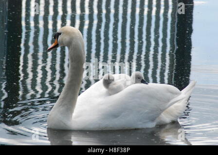 Mute swan (Cygnus olor) with two young cygnets riding on its back Stock Photo