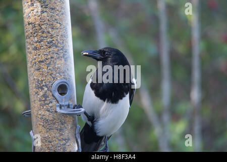 Close-up of magpie (Pica pica) on seed-feeder Stock Photo