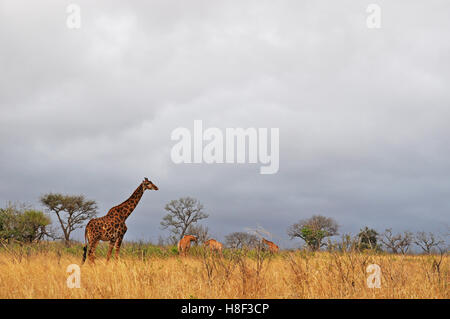 Safari in South Africa, savannah: a giraffe with cubs in Hluhluwe Imfolozi Game Reserve, the oldest nature reserve in Africa since 1895 Stock Photo