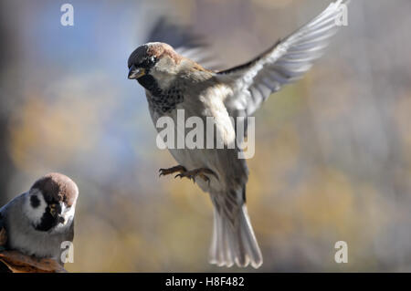 Flying House Sparrow (Passer domesticus) and sitting Tree Sparrow (Passer montanus) Stock Photo