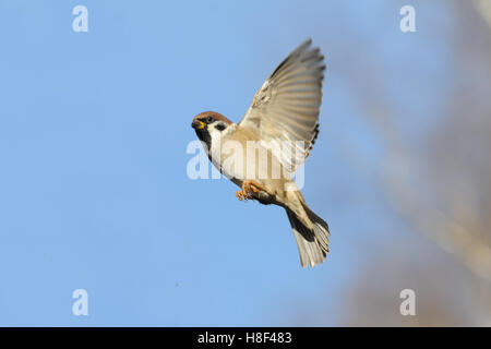 Flying Eurasian Tree Sparrow (Passer montanus) in autumn. Moscow region, Russia Stock Photo