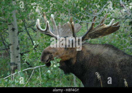 Bull moose eating lunch in Grand Teton National Park Stock Photo