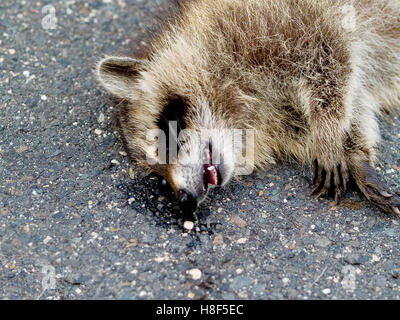 Road Kill Raccoon Stock Photo