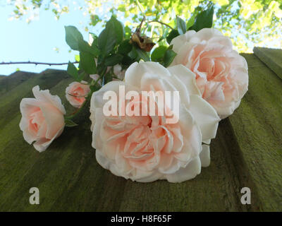 peach roses Stock Photo