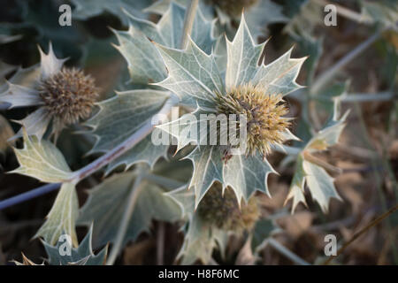 flowerheads of Sea Holly or Seaside Eryngo  (Eryngium maritimum), a protected wild flower in the dunes, the Netherlands Stock Photo