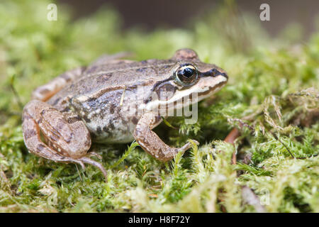 Common Frog (Rana temporaria) in moss, Rhineland-Palatinate, Germany Stock Photo